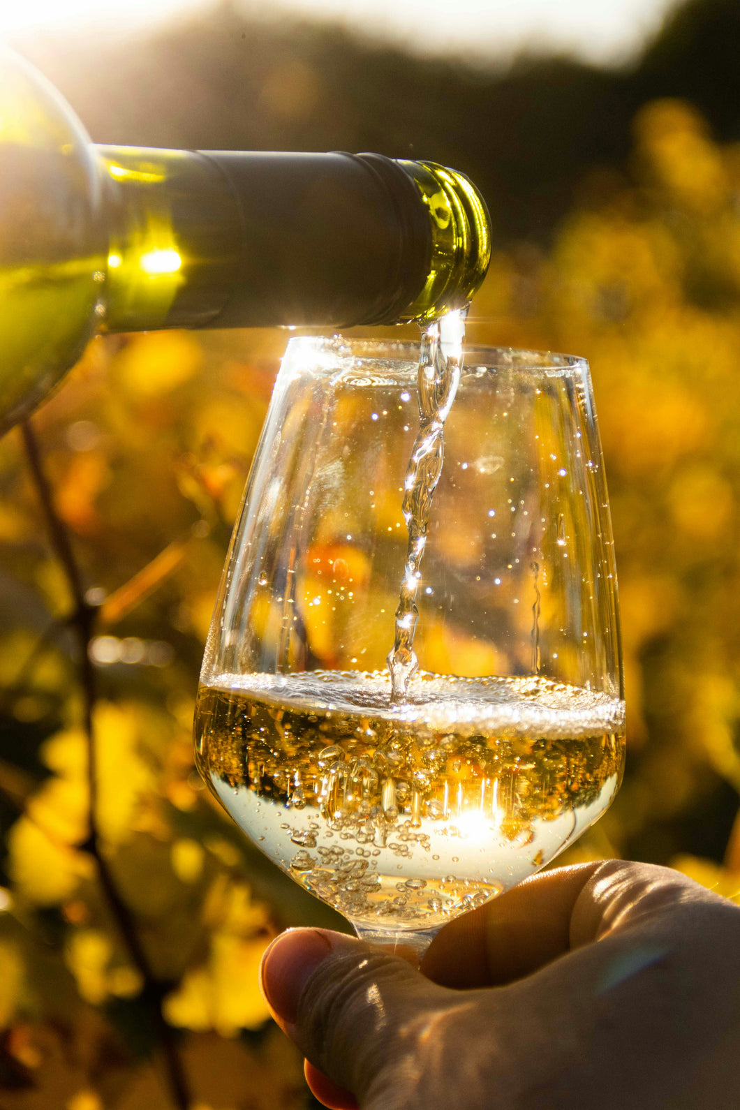 Rye Fine Wines Wine Tasting - Jardin d'été en France!